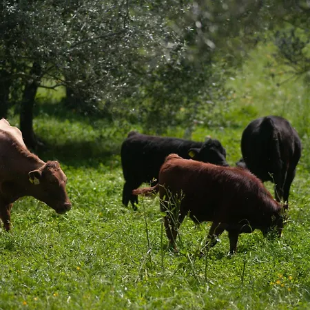 Fattoria Di Maiano * Fiesole