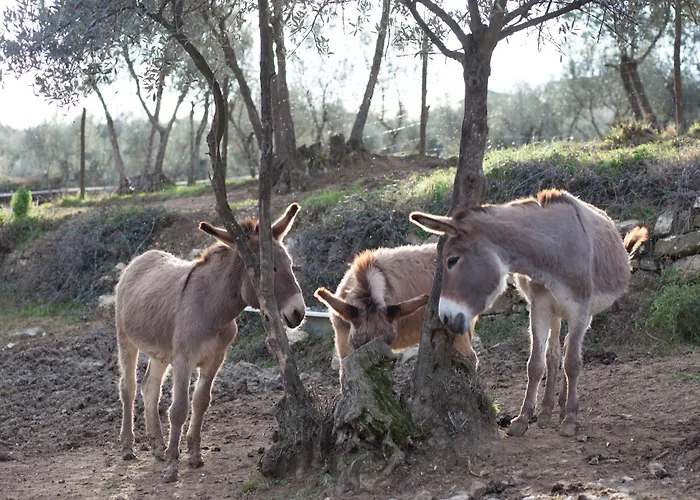 Fattoria Di Maiano Fiesole