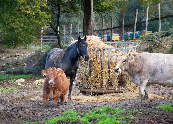 Kır Evi Fattoria Di Maiano *